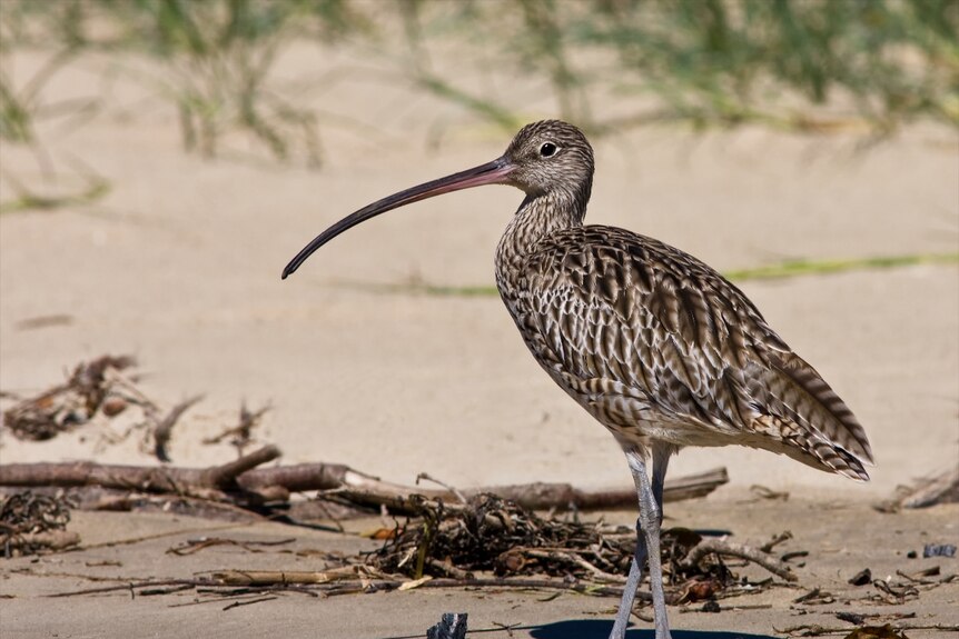 The critically endangered Eastern curlew on Pelican Island.