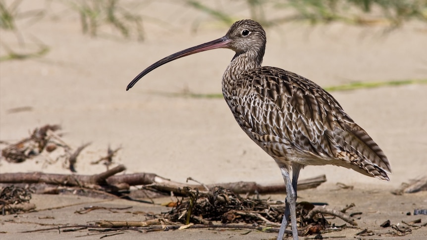 The critically endangered Eastern curlew on Pelican Island.