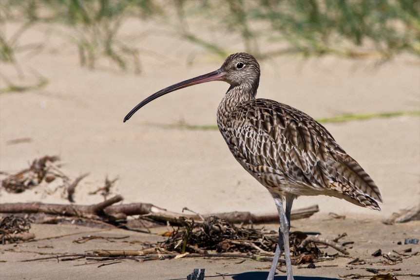 The critically endangered Eastern curlew.