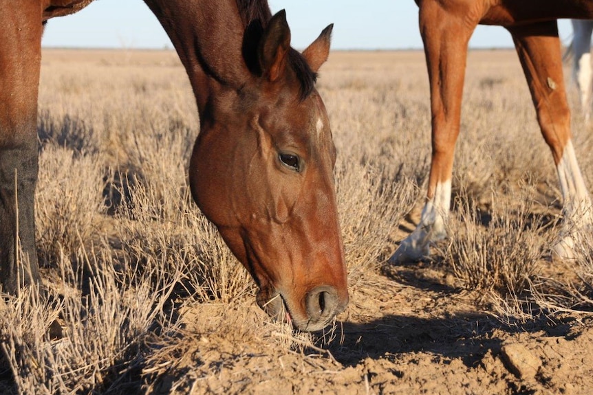 Horse 'Stromglad' at Darr River Downs, north-west of Longreach in drought-stricken outback Queensland
