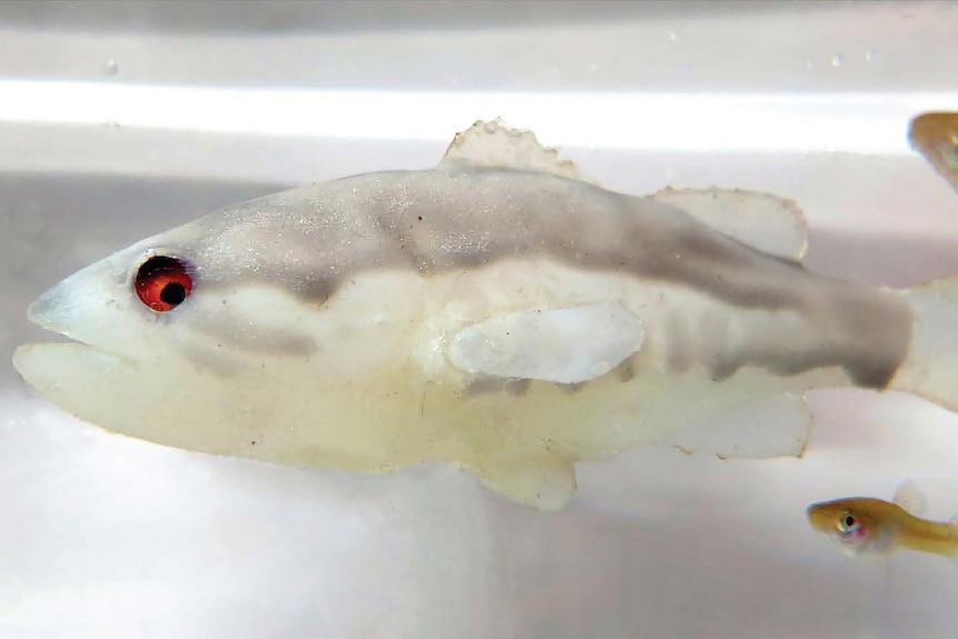 Robot fish whcih is white with red eyes. 