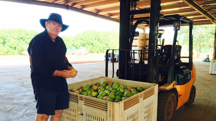 Quality manager Scott Ledger with the first bin of mangoes picked at Manbulloo.