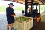 Quality manager Scott Ledger with the first bin of mangoes picked at Manbulloo.