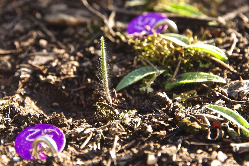 A small, thin, hairy leaf among leaf litter and other plants. Purple disks with numbers engraved are held in with tent pegs.