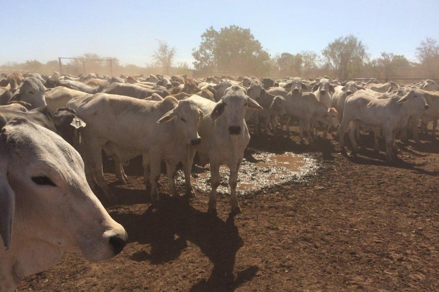 steers in a yard