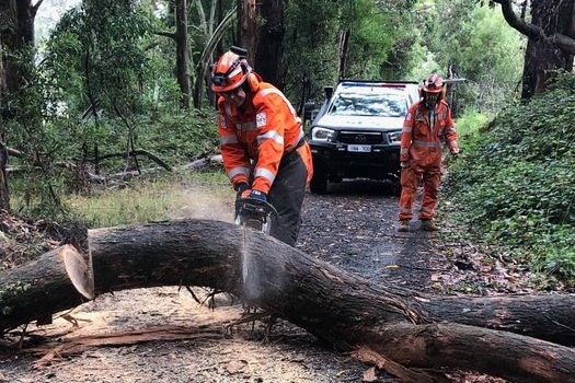 ses volunteers use a chainsaw to cut a fallen tree and clear a country road.