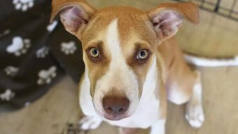 A white and brown dog gives 'puppy dog eyes' to the camera.