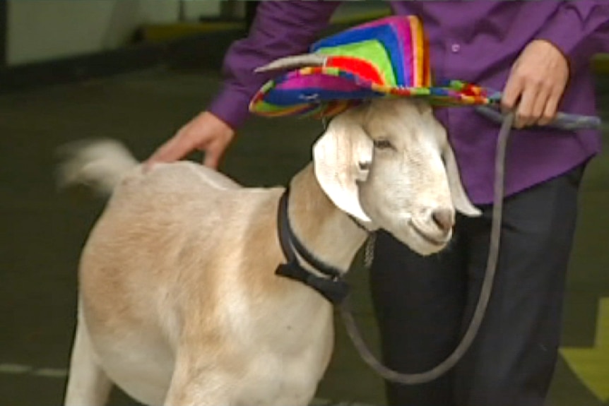 Gary the goat is led out of court by his owner Jimbo in Sydney, 2013