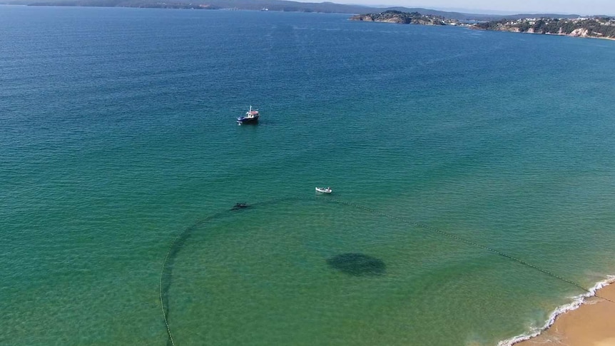 net around school of fish