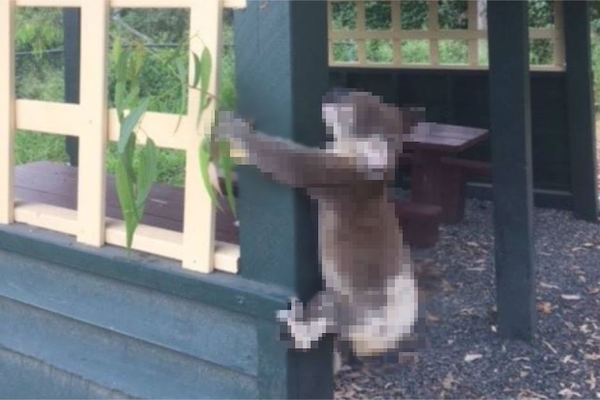 Pixelated photo of dead Koala screwed to post
