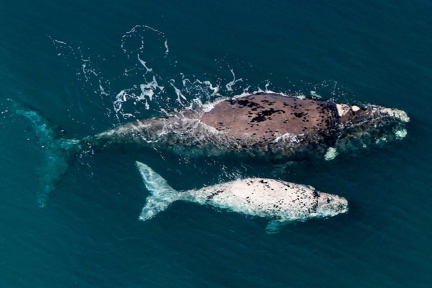 An aerial photo of a whale and its white calf.