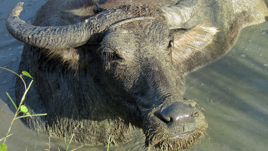 A water buffalo in the Philippines, March 17 2012