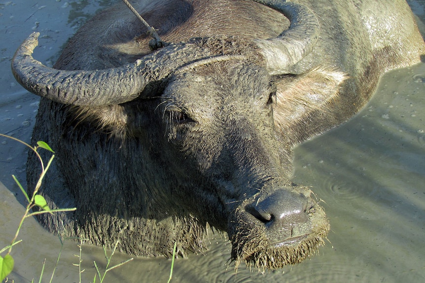 A water buffalo in the Philippines, March 17 2012