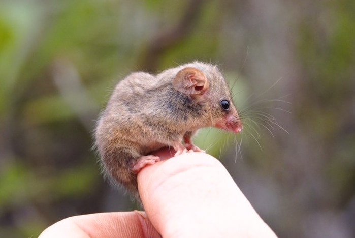 A small grey possum sitting on a thumb