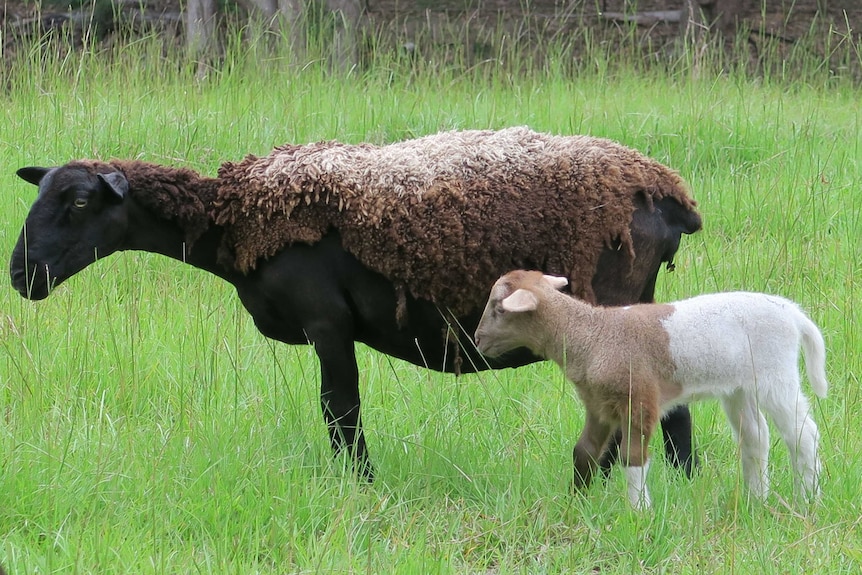 Unusual coloured lamb and mother