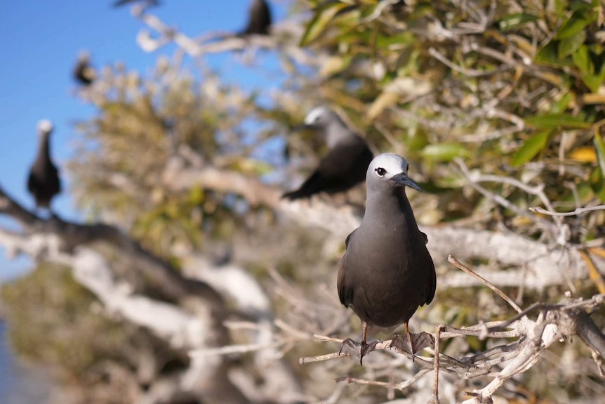 A lesser noddy at the Houtman Abrolhos Islands amid a mangrove nesting area.