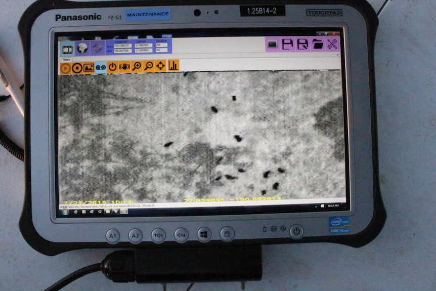A screen shot of a thermal image of feral pigs near Moonie in Southern Queensland.