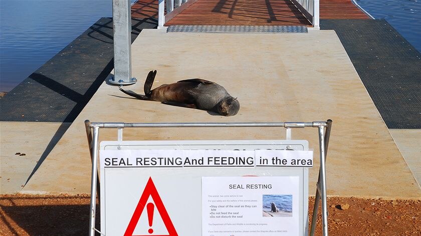 A small fur seal lying on a concrete jetty behind a warning sign