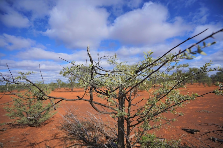 Green tree in outback Queensland