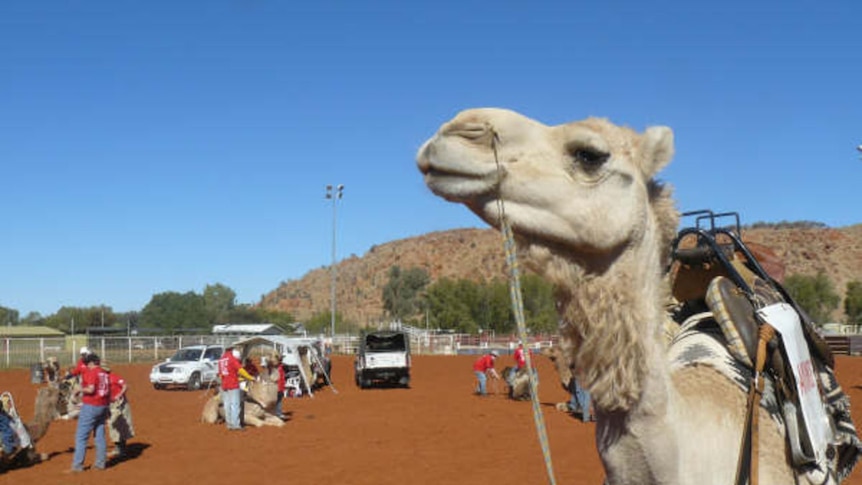 Camel before race