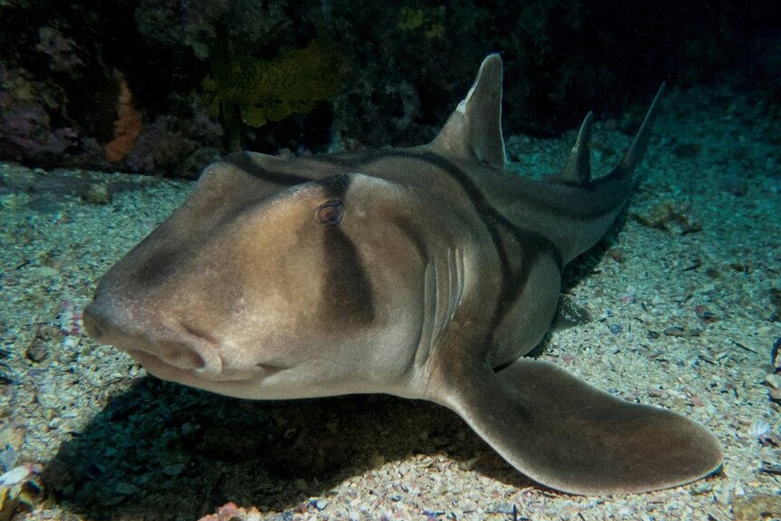 Shark on seafloor facing camera 