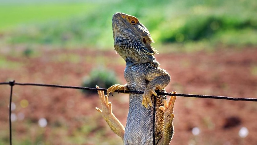 A bearded dragon hangs from a fence as it soaks up the sun