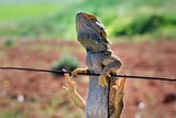 A bearded dragon hangs from a fence as it soaks up the sun