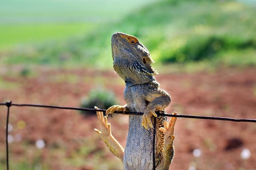 A bearded dragon hangs from a fence as it soaks up the sun