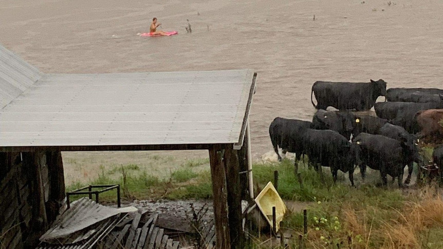 A woman on a kayak paddles near a herd of cattle in floodwater.