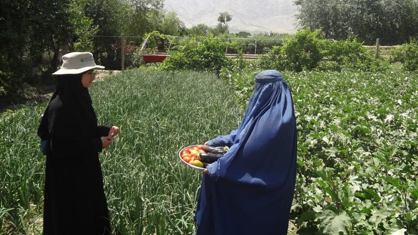 Two women one holding tomatoes and eggplants in a vegetable garden of Afghanistan