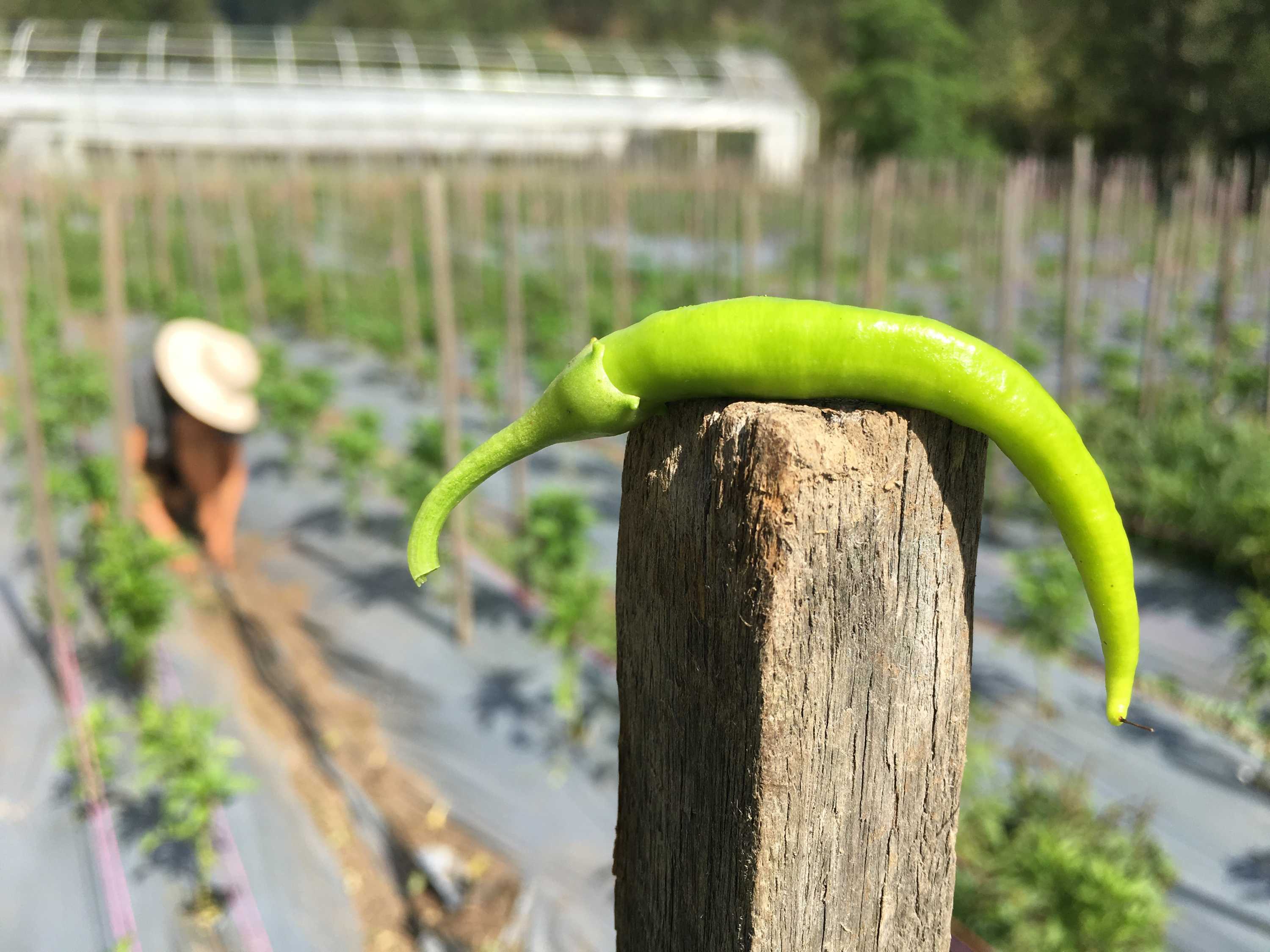 Queensland farmer grows popular Padrón pepper to cash in on tapas trend ABC News