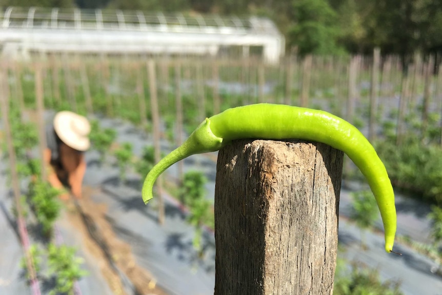 A young pepper freshly picked