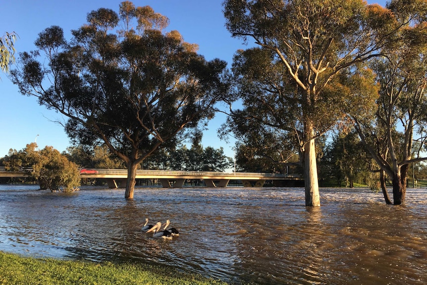 The swollen Lachlan River in Forbes, in central-western NSW.