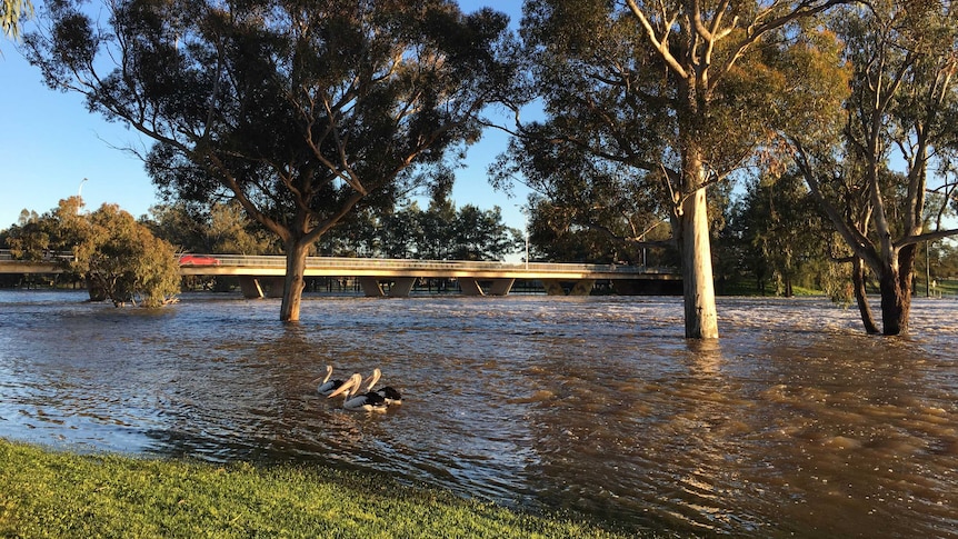 The swollen Lachlan River in Forbes, in central-western NSW.