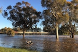 The swollen Lachlan River in Forbes, in central-western NSW.