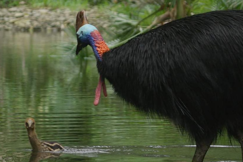 A male cassowary looks on as his chick swims in a river in the Daintree Rainforest