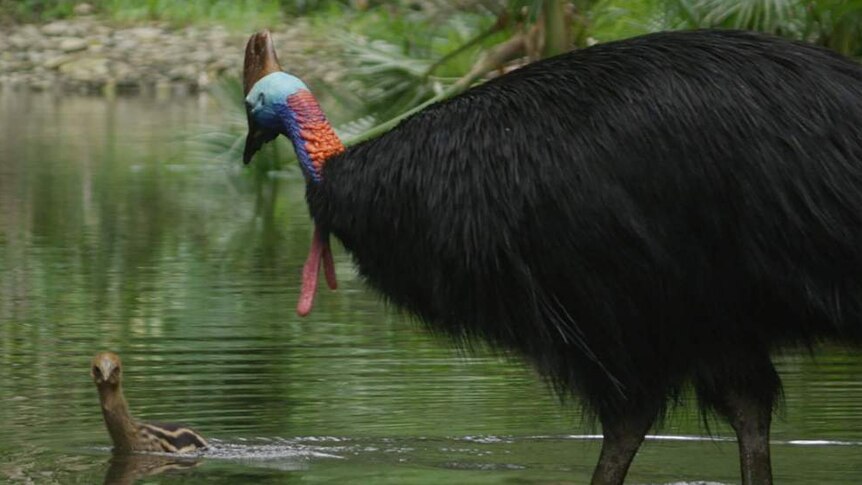 A male cassowary looks on as his chick swims in a river in the Daintree Rainforest