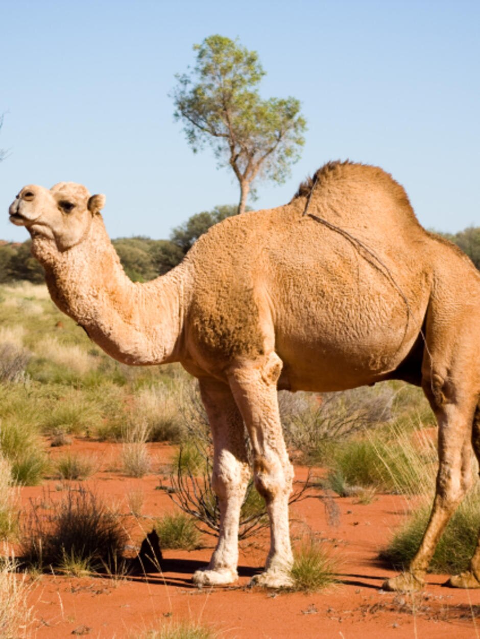 Mapping Feral Animals In Australia Abc News