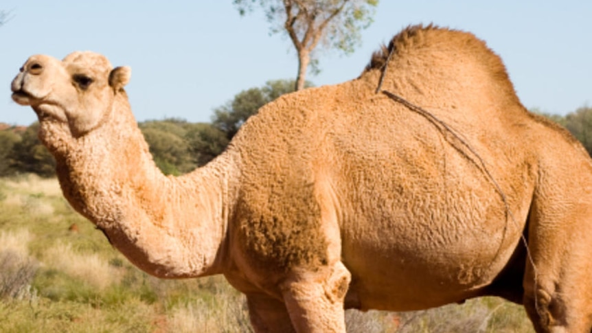 A feral camel in outback Australia