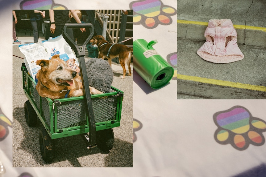 A collage of three images showing a dog and donated pet supplies including a puff vest, dog food and poo bag roll