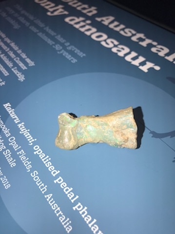 A rare fossil believed to be a toe bone from a dinosaur.