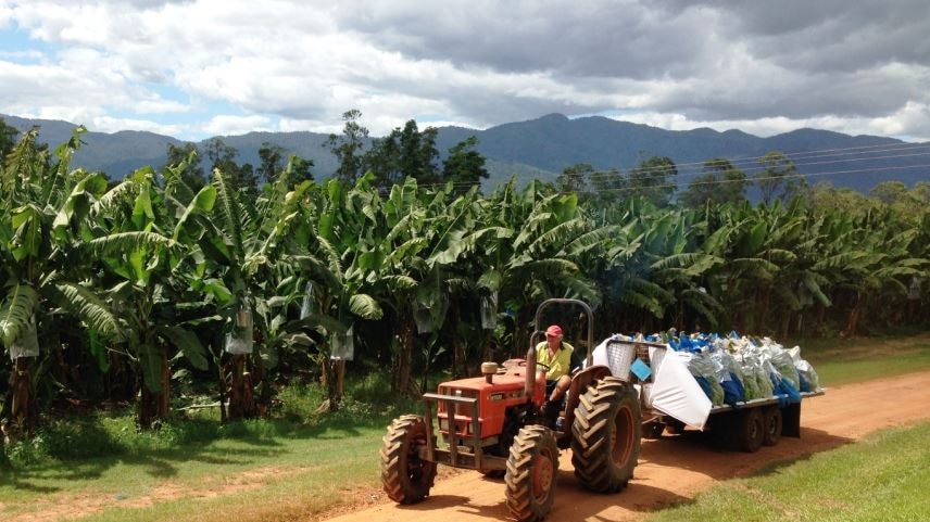 A banana farmer drives a tractor, with a trailer loaded with bananas.