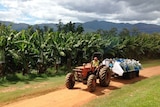 A banana farmer drives a tractor, with a trailer loaded with bananas.