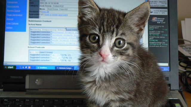 Kitten sitting on a laptop.