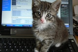 Kitten sitting on a laptop.