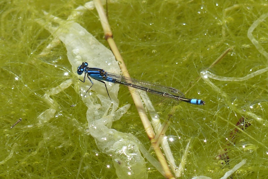 A blue and black damselfly on the water's surface.