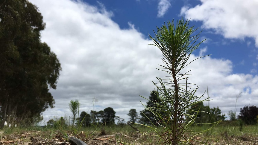 A radiata pine seedling in a paddock