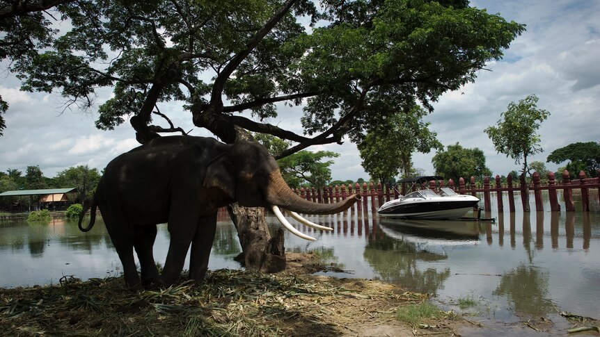 An elephant stands on an island at a flooded elephant farm near the Chao Phraya river in Ayutthaya on September 14, 2011