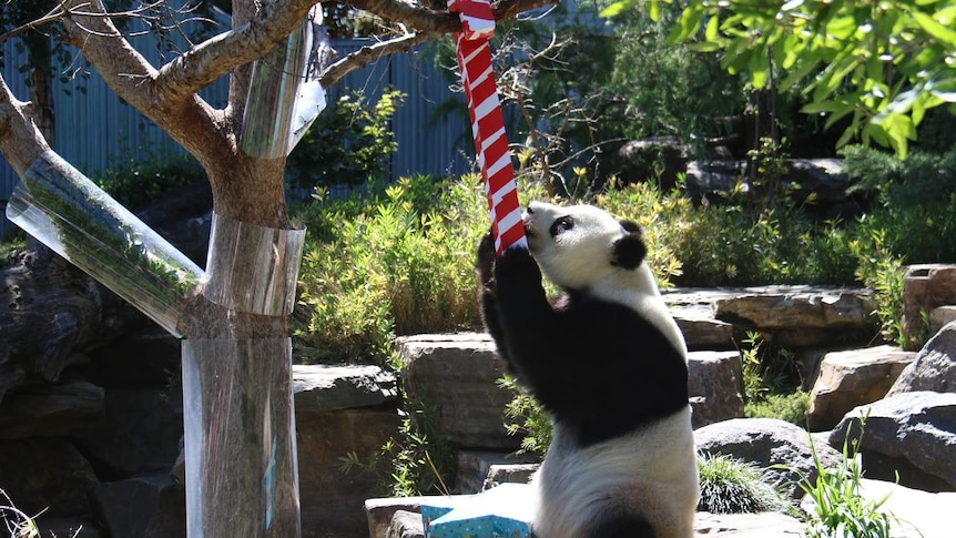 A panda looks at a fake candy cane hanging from a tree.