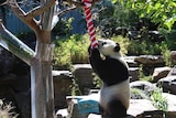 A panda looks at a fake candy cane hanging from a tree.